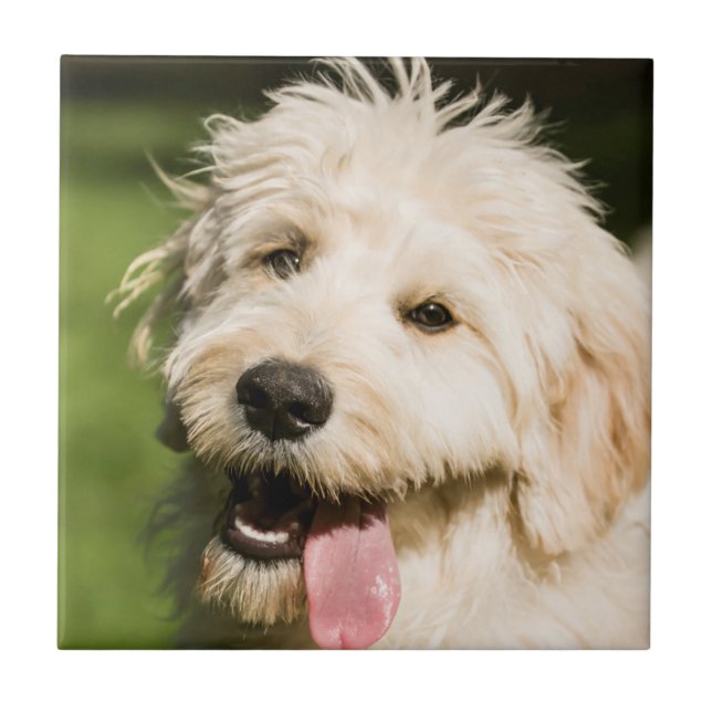 Goldendoodle Puppy Panting Ceramic Tile (Front)