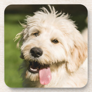 Goldendoodle Puppy Panting Coaster