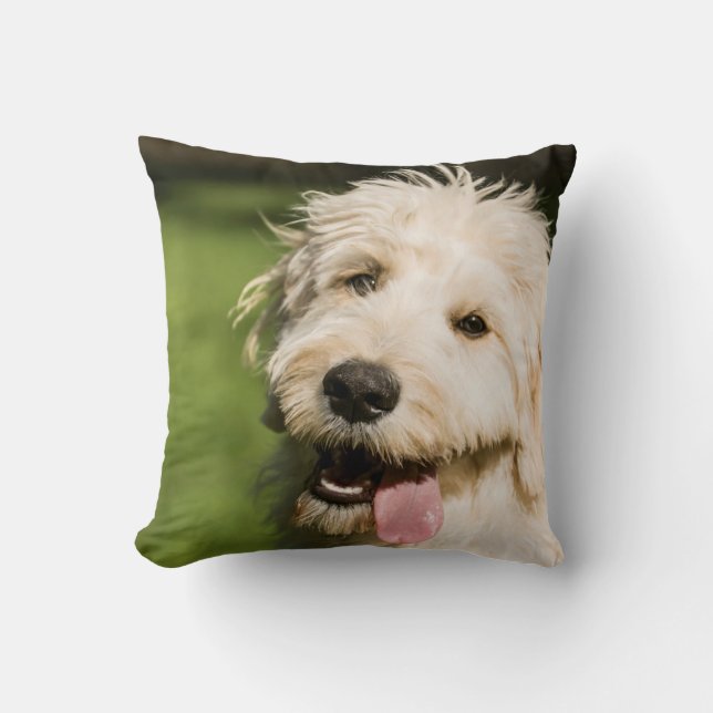 Goldendoodle Puppy Panting Cushion (Front)