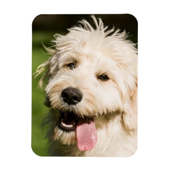 Goldendoodle Puppy Panting Magnet (Vertical)