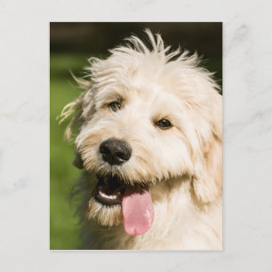 Goldendoodle Puppy Panting Postcard
