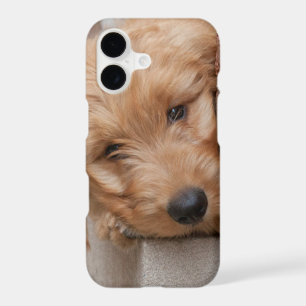 Goldendoodle Puppy Peeking