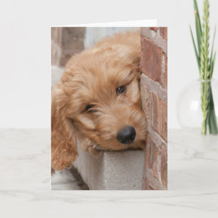 Goldendoodle Puppy Peeking Card