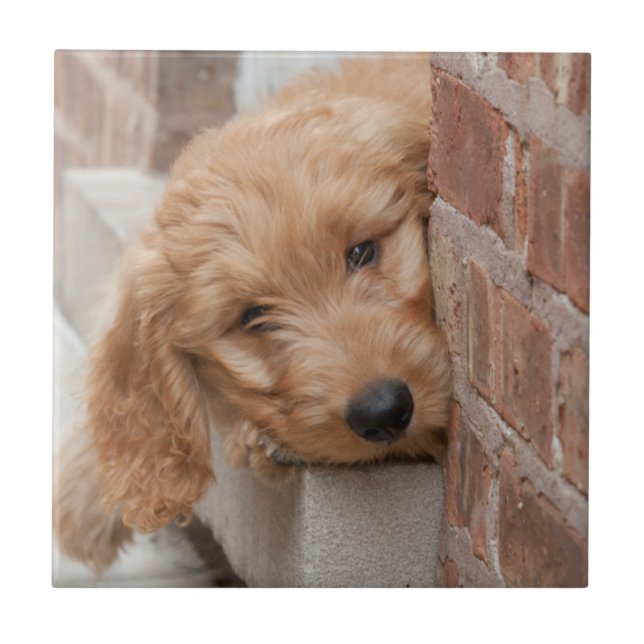 Goldendoodle Puppy Peeking Ceramic Tile (Front)