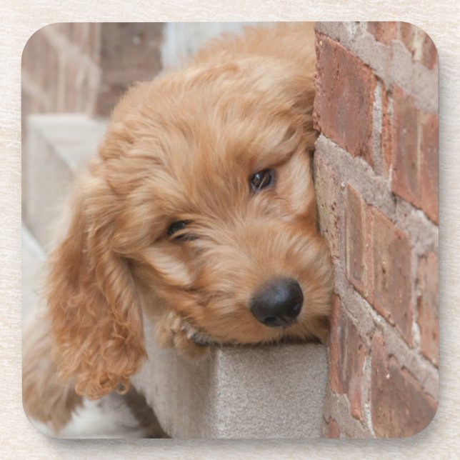 Goldendoodle Puppy Peeking Coaster (Front)
