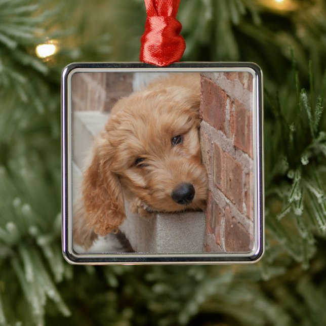 Goldendoodle Puppy Peeking Metal Ornament (Tree)
