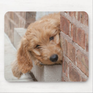 Goldendoodle Puppy Peeking Mouse Pad