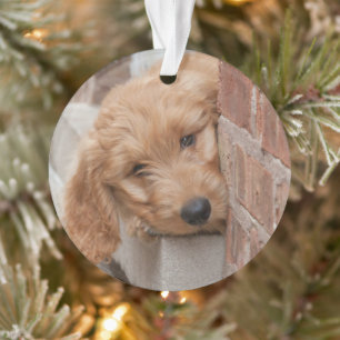 Goldendoodle Puppy Peeking Ornament