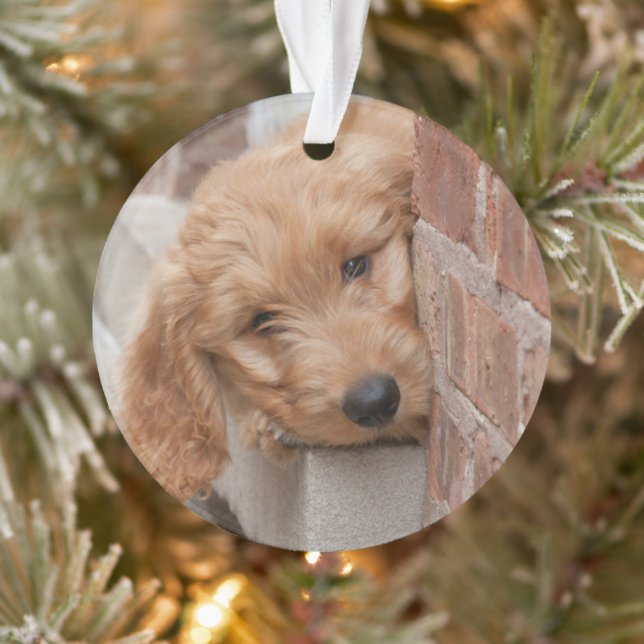 Goldendoodle Puppy Peeking Ornament (Tree)