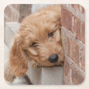 Goldendoodle Puppy Peeking Square Paper Coaster