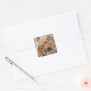 Goldendoodle Puppy Peeking Square Sticker