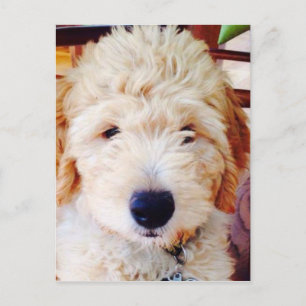 Goldendoodle Puppy Postcard