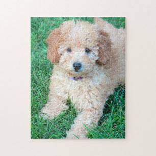 Goldendoodle Puppy Puzzle