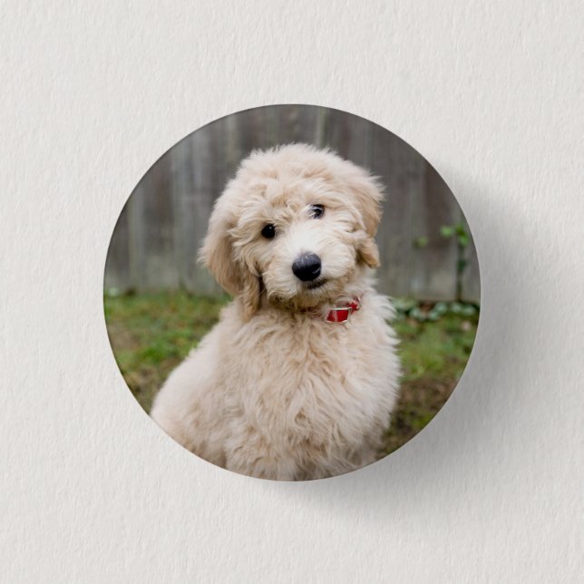 Goldendoodle Puppy Sits In Grass 3 Cm Round Badge (Front)