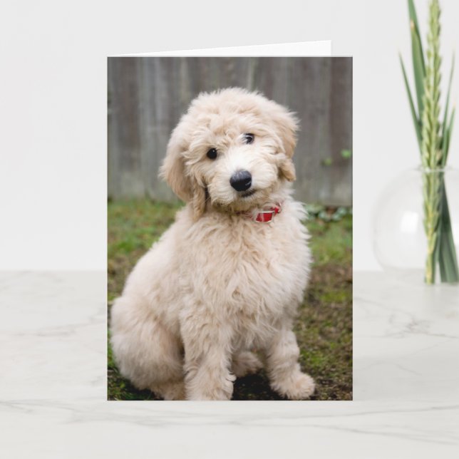 Goldendoodle Puppy Sits In Grass Card (Front)