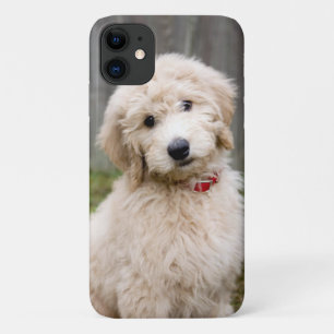 Goldendoodle Puppy Sits In Grass iPhone 11 Case