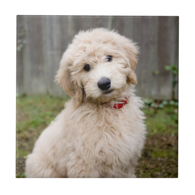 Goldendoodle Puppy Sits In Grass Ceramic Tile (Front)