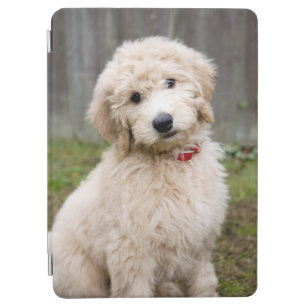 Goldendoodle Puppy Sits In Grass iPad Air Cover