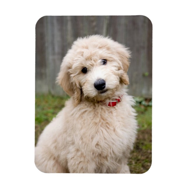 Goldendoodle Puppy Sits In Grass Magnet (Vertical)