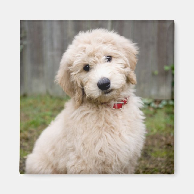 Goldendoodle Puppy Sits In Grass Magnet (Front)