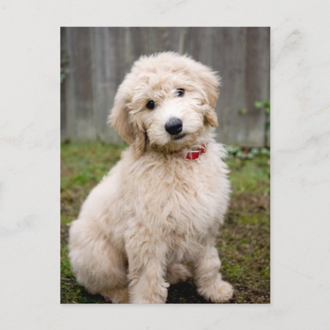Goldendoodle Puppy Sits In Grass Postcard (Front)