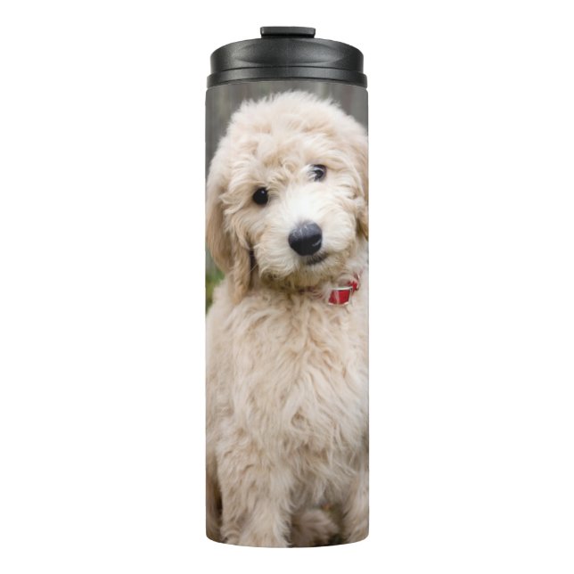 Goldendoodle Puppy Sits In Grass Thermal Tumbler (Front)
