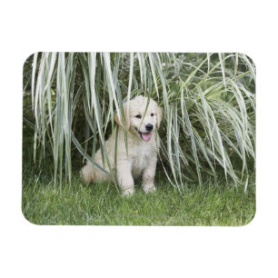 Goldendoodle puppy sitting under tall grasses magnet