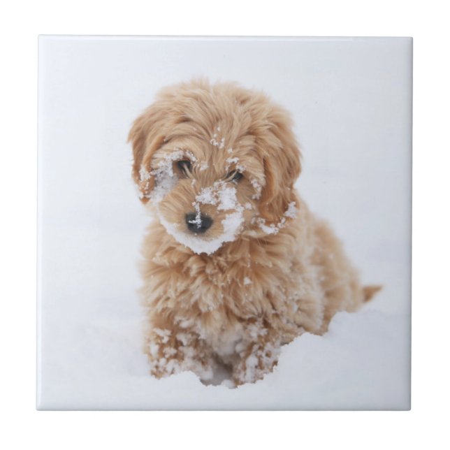 Goldendoodle Puppy With Snow On Face Ceramic Tile (Front)