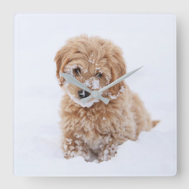 Goldendoodle Puppy With Snow On Face Square Wall Clock (Front)