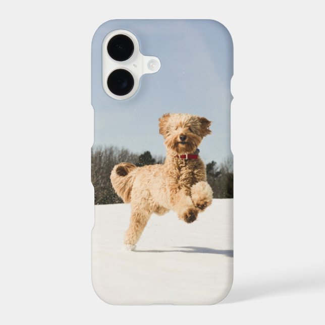 Goldendoodle Running Through Field (Back)