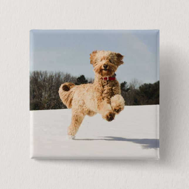 Goldendoodle Running Through Field 15 Cm Square Badge (Front)