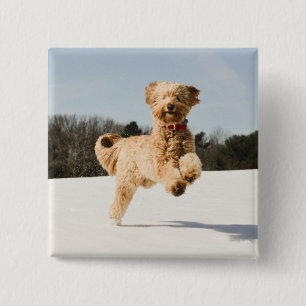 Goldendoodle Running Through Field 15 Cm Square Badge