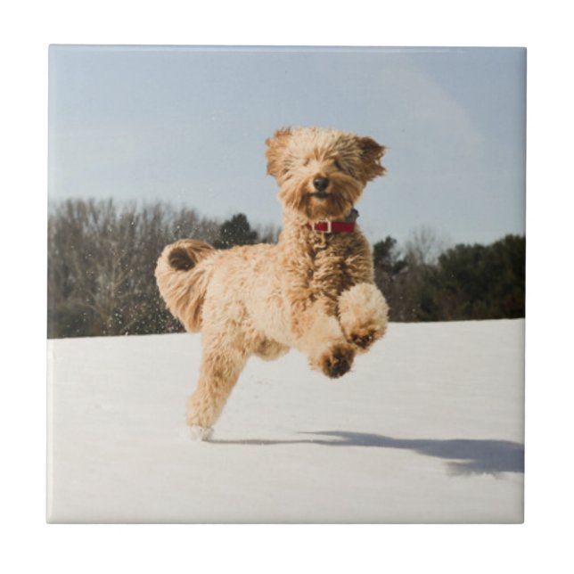 Goldendoodle Running Through Field Ceramic Tile (Front)