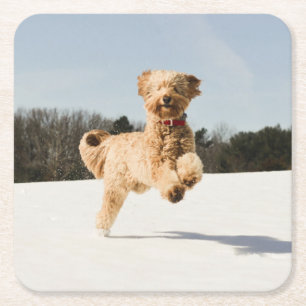 Goldendoodle Running Through Field Square Paper Coaster