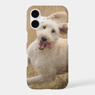 Goldendoodle Runs Through Grass