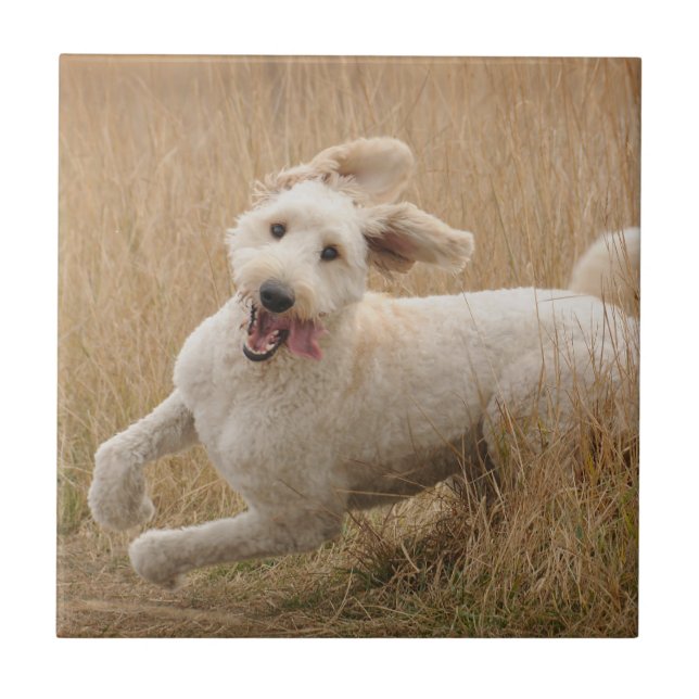 Goldendoodle Runs Through Grass Ceramic Tile (Front)