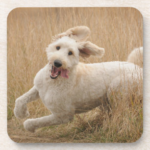 Goldendoodle Runs Through Grass Coaster