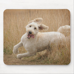 Goldendoodle Runs Through Grass Mouse Pad