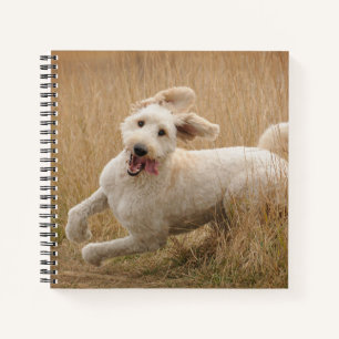 Goldendoodle Runs Through Grass Notebook