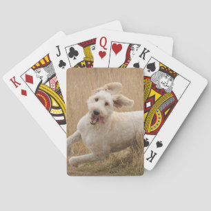 Goldendoodle Runs Through Grass Playing Cards
