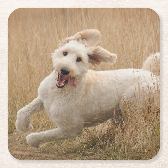 Goldendoodle Runs Through Grass Square Paper Coaster (Front)