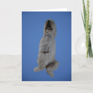 Goldendoodle Sitting Up Greeting Card