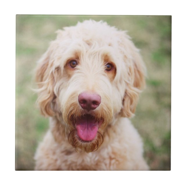 Goldendoodle Smiling Ceramic Tile (Front)