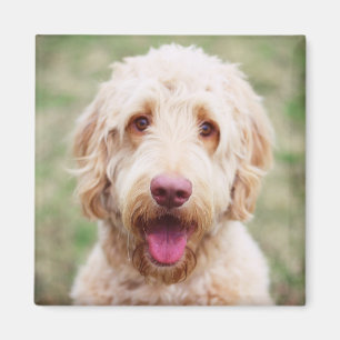 Goldendoodle Smiling Magnet