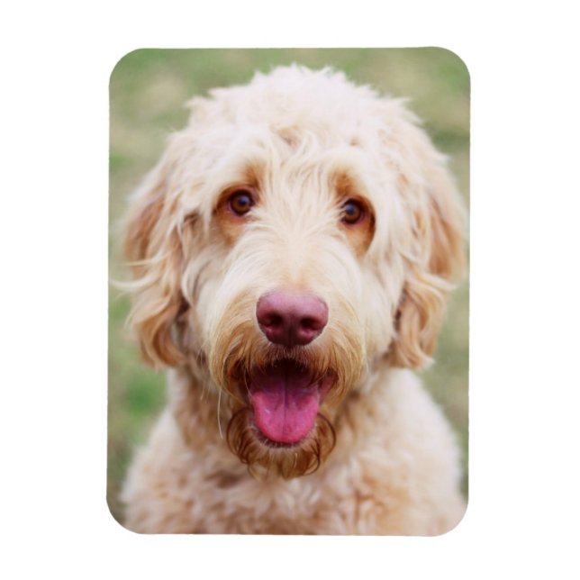 Goldendoodle Smiling Magnet (Vertical)