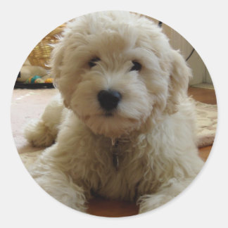 Goldendoodle Sticker