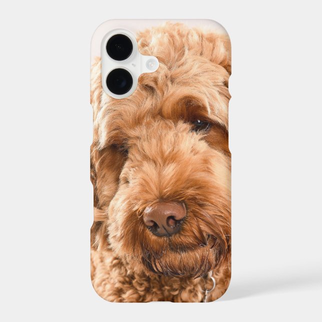Goldendoodle Studio Portrait (Back)