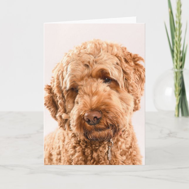 Goldendoodle Studio Portrait Card (Front)
