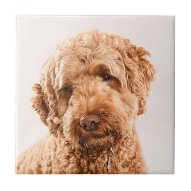 Goldendoodle Studio Portrait Ceramic Tile (Front)