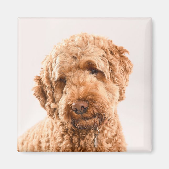 Goldendoodle Studio Portrait Magnet (Front)